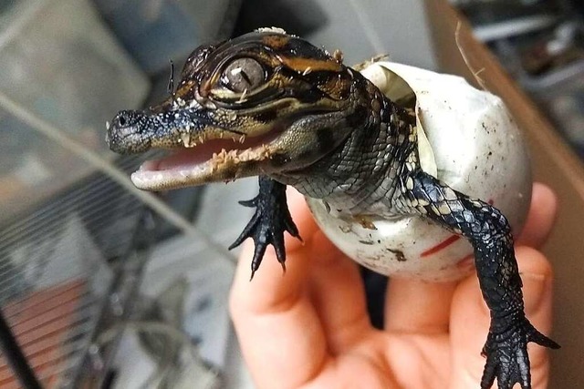 Ein frisch geschlpftes Alligator Baby auf der Hand von Tierrztin Anke Sthr  | Foto: Bahlingen