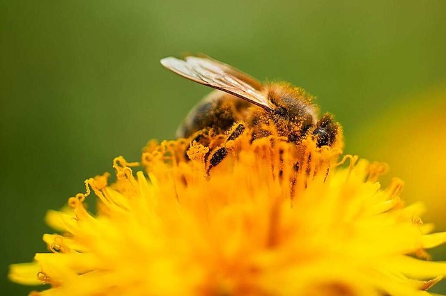 Honigbienen ernhren sich wie alle anderen Bienenarten rein vegetarisch.  | Foto: Nicolas Armer (dpa)