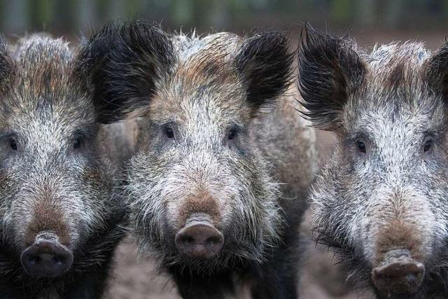 Ein unglaubliches Wildschweinabenteuer