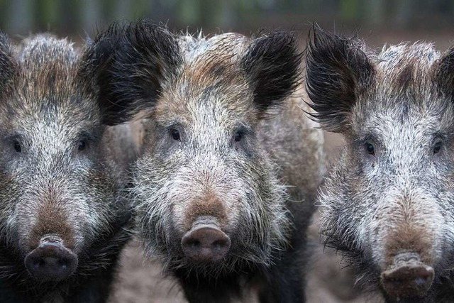 Ein Wildschwein kann in freier Wildbahn bis zu zehn Jahre alt werden.  | Foto: Ralf Hirschberger