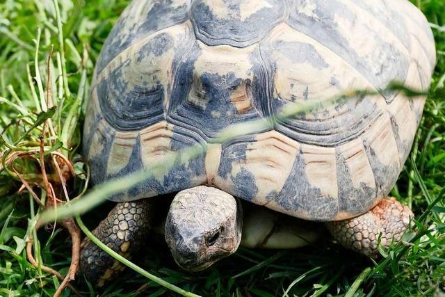 In einem Garten in Staufen-Wettelbrunn gibt es eine Schildkröten-Zucht