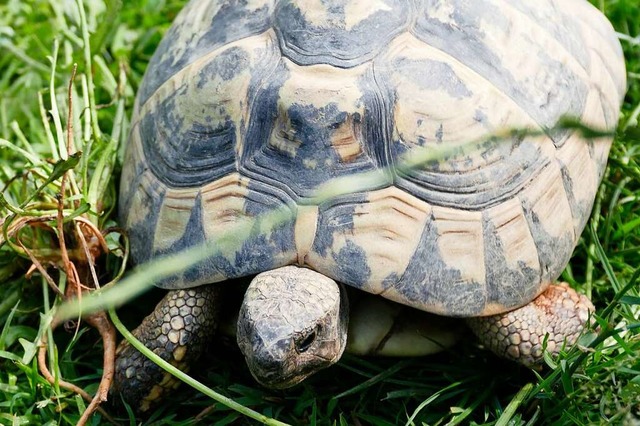 Die Griechische Landschildkrte, wissenschaftlicher Name Testudo hermanni  | Foto: Susanne Ehmann