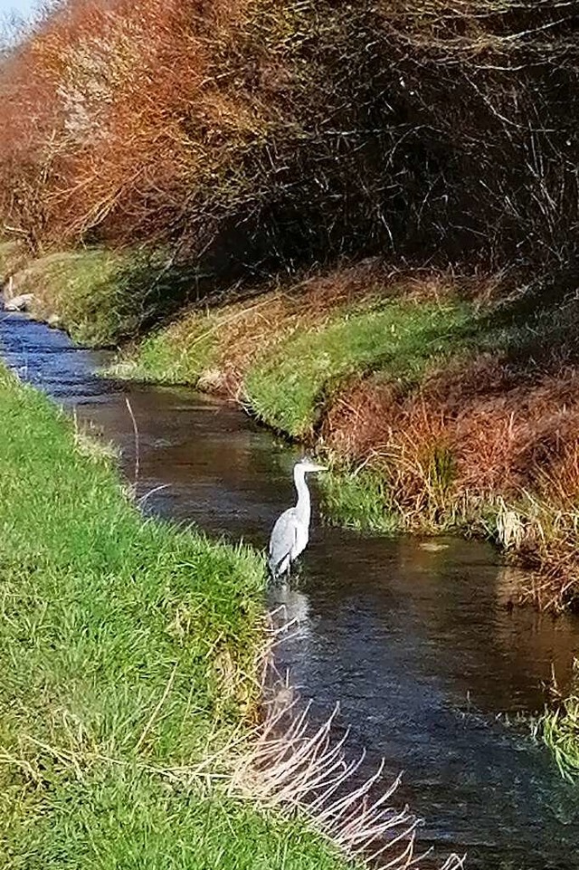 Wassergraben mit Reiher  | Foto: Sylvia Sredniawa