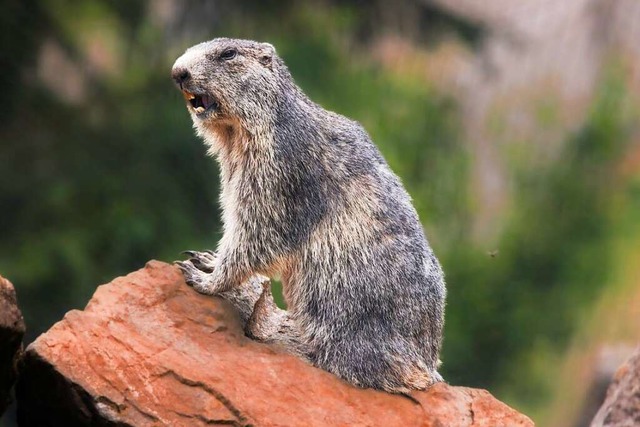 Na wer hockt denn da? Ein Murmeltier!  | Foto: Hubert Gemmert