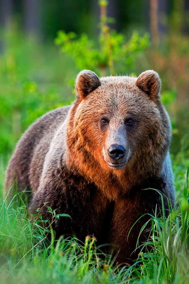 Ein Br in der Hohen Tatra in der Slowakei  | Foto: WildMedia via imago-images.de