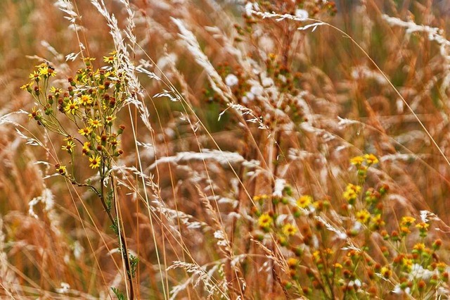 Jakobskreuzkraut, auch Jakobs-Greiskra...mtliche Teile der Pflanze sind giftig.  | Foto: Martin Wendel