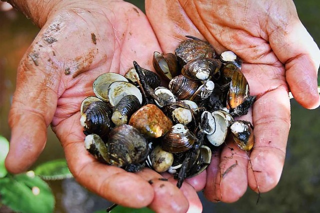 Statt Bachmuscheln findet Michael Pfei...ichen fr gute Qualitt des Gewssers.  | Foto: David Pister