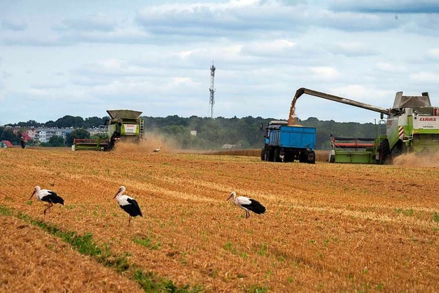 Russland blockiert von nun an wieder d...schem Getreide ber das Schwarze Meer.  | Foto: Efrem Lukatsky (dpa)