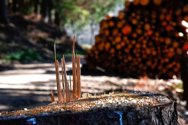 Private Waldbesitzer befrchten Einschrnkungen bei der Holznutzung.  | Foto: Siegfried Gollrad