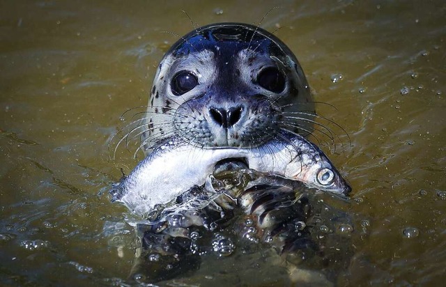 In der Seehundstation Friedrichskoog b...sie das ntige Gewicht erreicht haben.  | Foto: Christian Charisius (dpa)