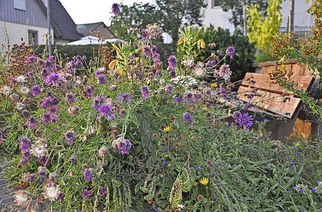 Stein des Anstoes: &#8222;Wild&#8220; aussehende Bepflanzung.  | Foto: Jutta Schtz