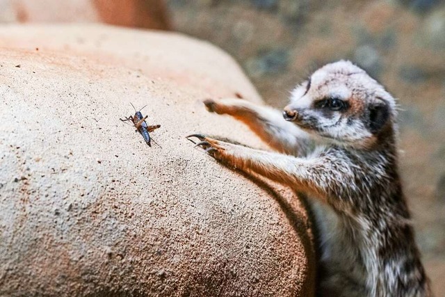 Im Zoo Basel sind nicht nur Elefanten ... und werden als Futtertiere gezchtet.  | Foto: Torben Weber/Zoo Basel