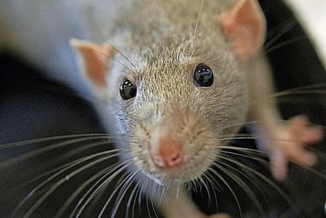 Kein Gift mehr beim Kampf gegen Ratten