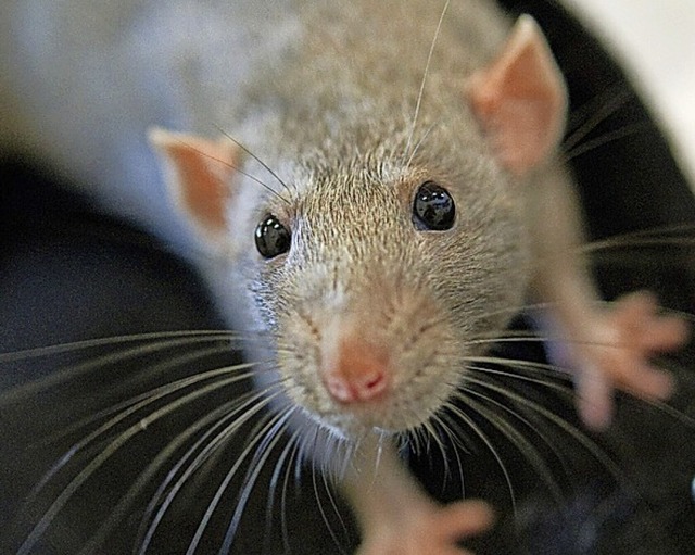 Ratten sind Krankheitsbertrger.  | Foto: Andrea Warnecke