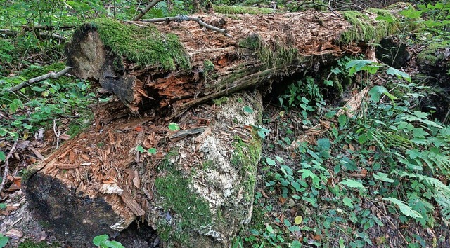 Totholz ist eins der Kriterien fr ein Klimaangepasstes Waldmanagement.  | Foto: Patrik Mller