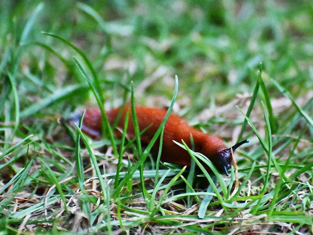 Dekker und Lost in Lona bei Stimmen im Wenkenpark Riehen.