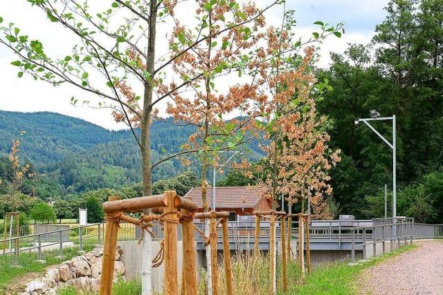 Neu gepflanzte Bäume in Freiburg leiden unter Hitzestress
