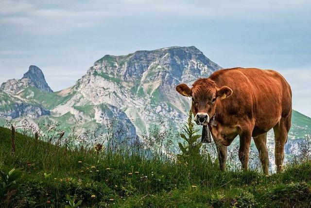 Warum die Schweizer Kühe in der Römerzeit größer wurden und danach wieder schrumpften
