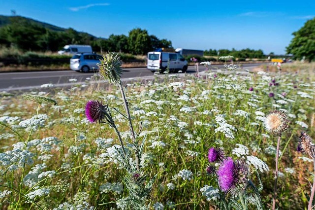 Straenbegleitgrn wie hier an der Mat...ichtiger Lebensraum fr Insekten sein.  | Foto: Patrick Seeger/Stadt Freiburg