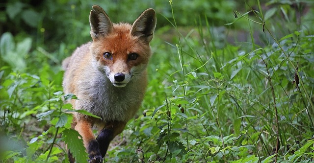 Fchse und andere Wildtiere knnen Krankheiten bertragen.  | Foto: Christian Charisius (dpa)