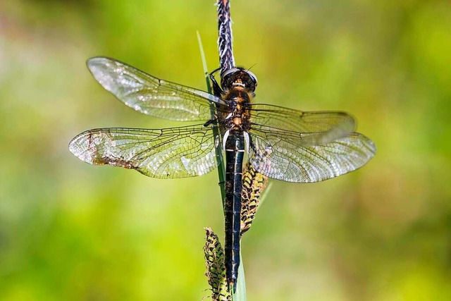 Libelle des Jahres 2023: die Alpen-Smaragdlibelle  | Foto: imageBROKER/Adelheid Nothegger