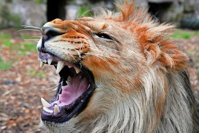 Darf man wilde Tiere wie Löwen zu Hause halten?