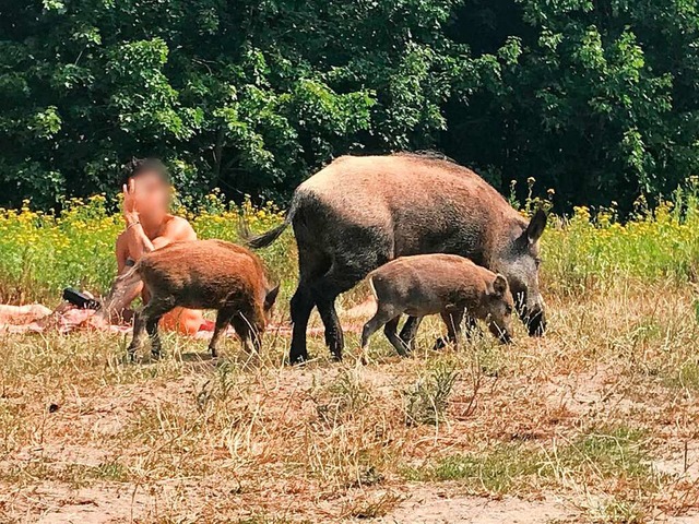 Ein Wildschwein mit seinem Nachwuchs l...er Grunewald an einem Badegast vorbei.  | Foto: Fernando Gutierrez (dpa)