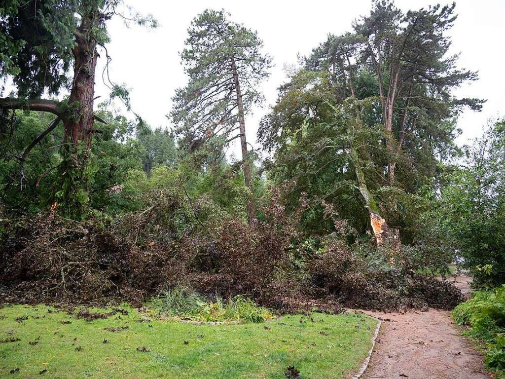 Die alte Blutbuche im Sulzburger Kurpark