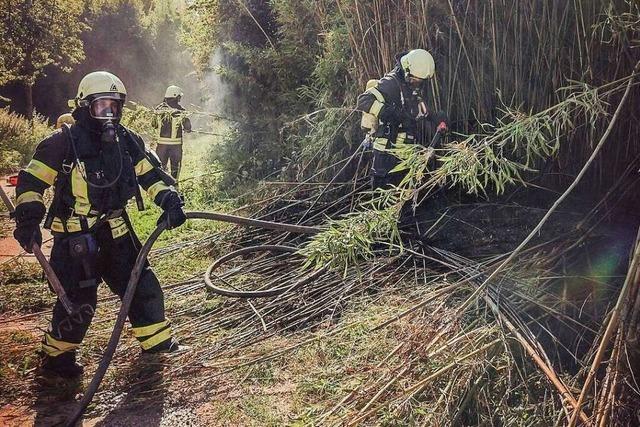 Nach Brand am Bambuswald in Mengen macht sich der Besitzer Sorgen