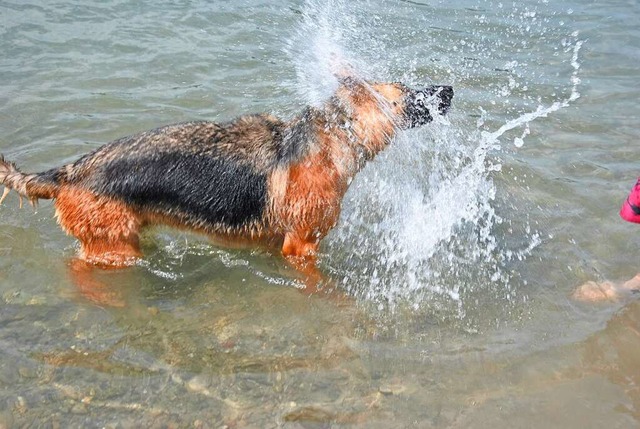 Auch wenn sich Hunde an heien Hundsta...er Bild entstand am Rhein bei Brennet.  | Foto: Ralph Fautz