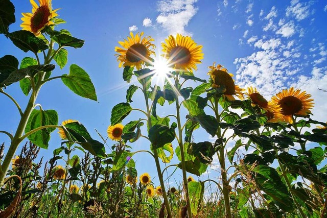 Sonnenblumen.  | Foto: Thorolf Clemens