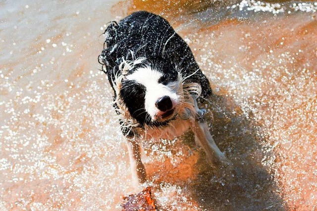 Bei Hitze suchen Hunde zwar Abkhlung,...e&#8220; hat damit aber nichts zu tun.  | Foto: Maurizio Gambarini