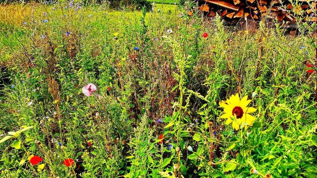 Ob Blumenwiese oder Feuchtbiotop &#821... fr den Kampf gegen das Artensterben.  | Foto: Reiner Merz