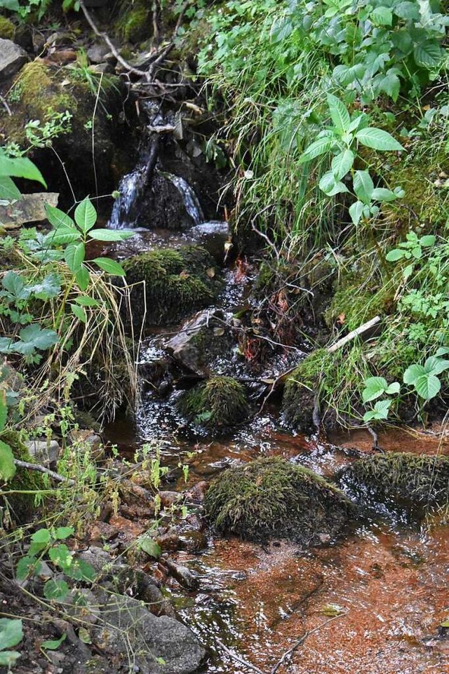 Ein von Quellen gespeistes Bchlein im Zeller Bergland  | Foto: Thomas Loisl Mink