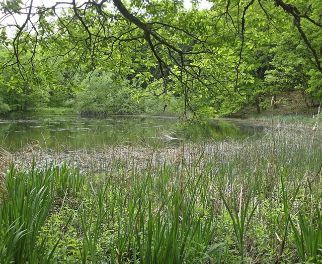 Der Wald hat auch eine kologische Fun... im Bad Sckinger Naherholungsgebiet.   | Foto: Richard Kaiser