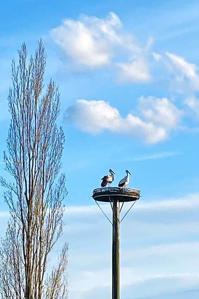 Bild aus glcklichen Tagen: Damals sa...en ist die Storchendame auf und davon.  | Foto: Christian Mller