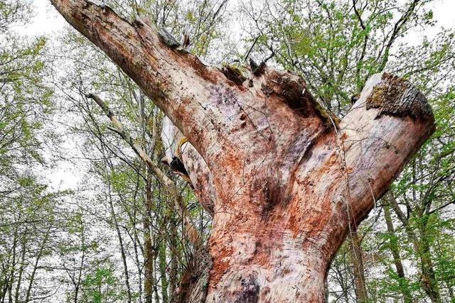Die 300 Jahre alte Kreuzeiche im Brombacher Wald ist heute nur noch ein Torso