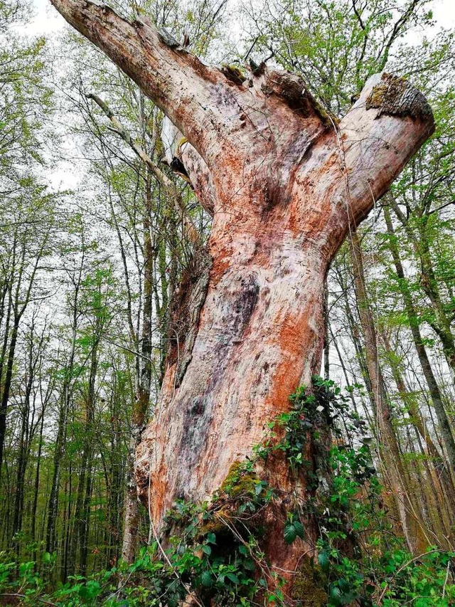 Einst ein prchtiger Baum, heute nur n...so: Die Stieleiche im Brombacher Wald.  | Foto: Heinz Scholz