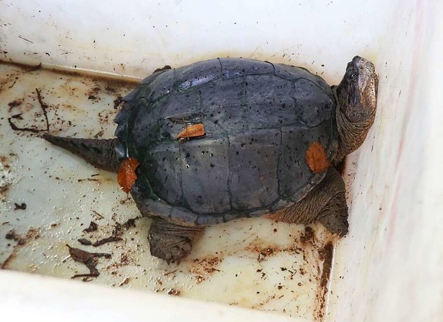 Sie kann Finger und Zehen durchbeien:...m Oberachern fieberhaft gesucht wurde.  | Foto: Roland Spether