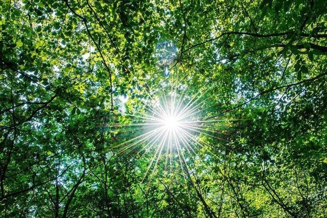 Bonndorfer Rat stimmt Waldmanagement-Förderprogramm mit Hindernissen zu