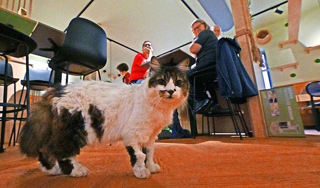 Kater Marley scheint sich im Katzencaf wohlzufhlen.  | Foto: Michael Bamberger
