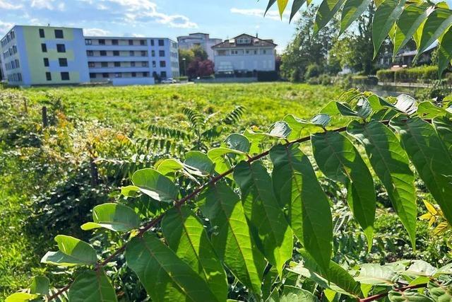 Die Stadt Staufen plant den Bau von 40 neuen Wohnungen