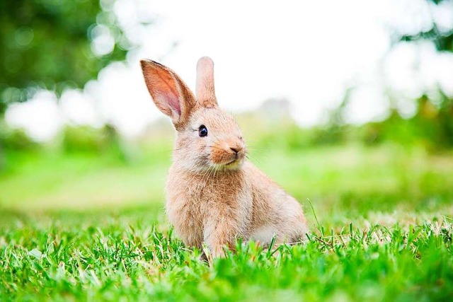 Ein Kaninchen (Symbolfoto) wurde ber den Zaun des Stadtparks in Lahr geworfen.  | Foto: Smart Future (Adobe Stock)