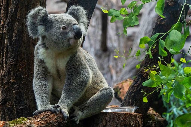 Neu im Australienhaus der Wilhelma in Stuttgart: Koalas  | Foto: Wilhelma