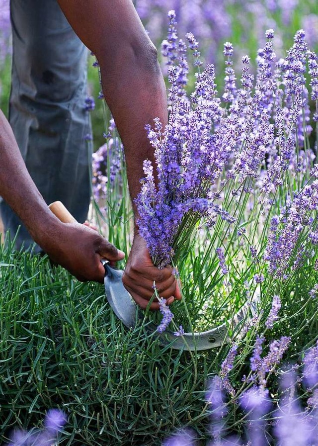Wer viel Lavendel im Garten hat, kann die Blten einfrieren.  | Foto: Silas Stein (dpa)