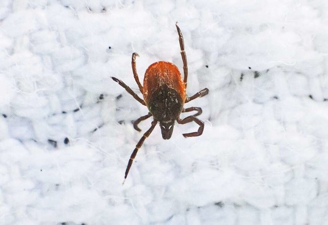 Makroaufnahme einer Zecke: Sie lauern ...n auf Grsern, Farnen oder Struchern.  | Foto: Julian Stratenschulte (dpa)