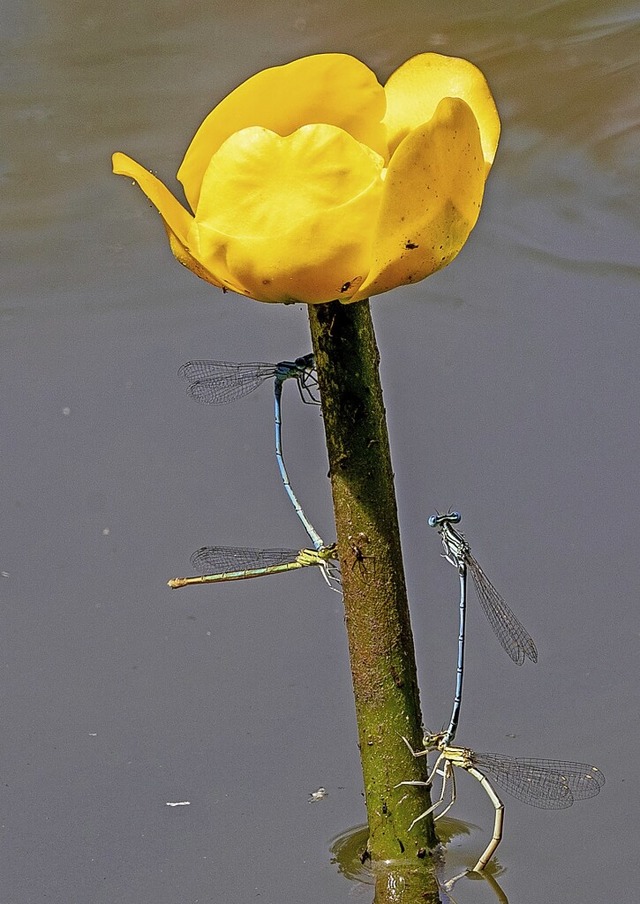   | Foto: Bernd Wehrle