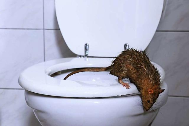 Probleme mit Ratten gibt es nicht nur in groen Stdten