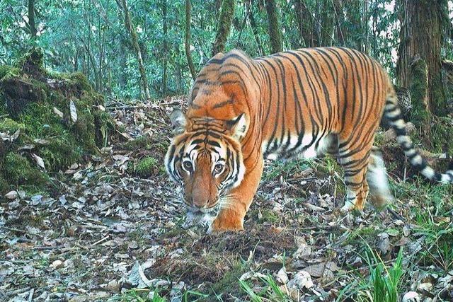 In Bhutan leben wieder mehr Tiger