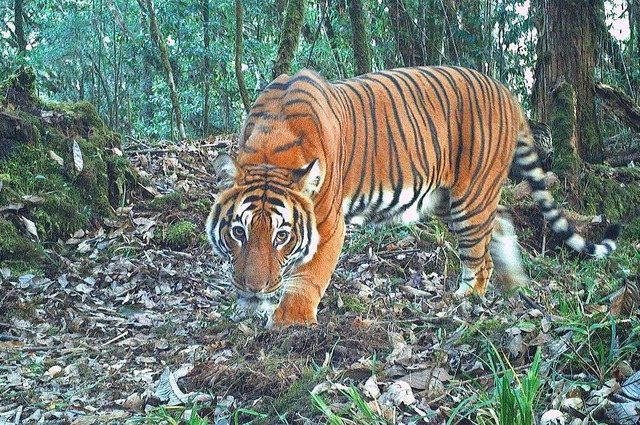 Ein Tiger in der Fotofalle:  In Bhutan... des kleinen Himalaya-Knigreichs mit.  | Foto: - (dpa)